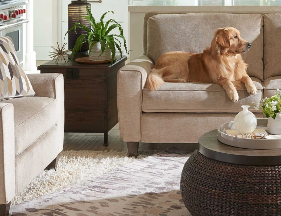 Golden retriver looking to their left while sitting comfortable on light brown couch
